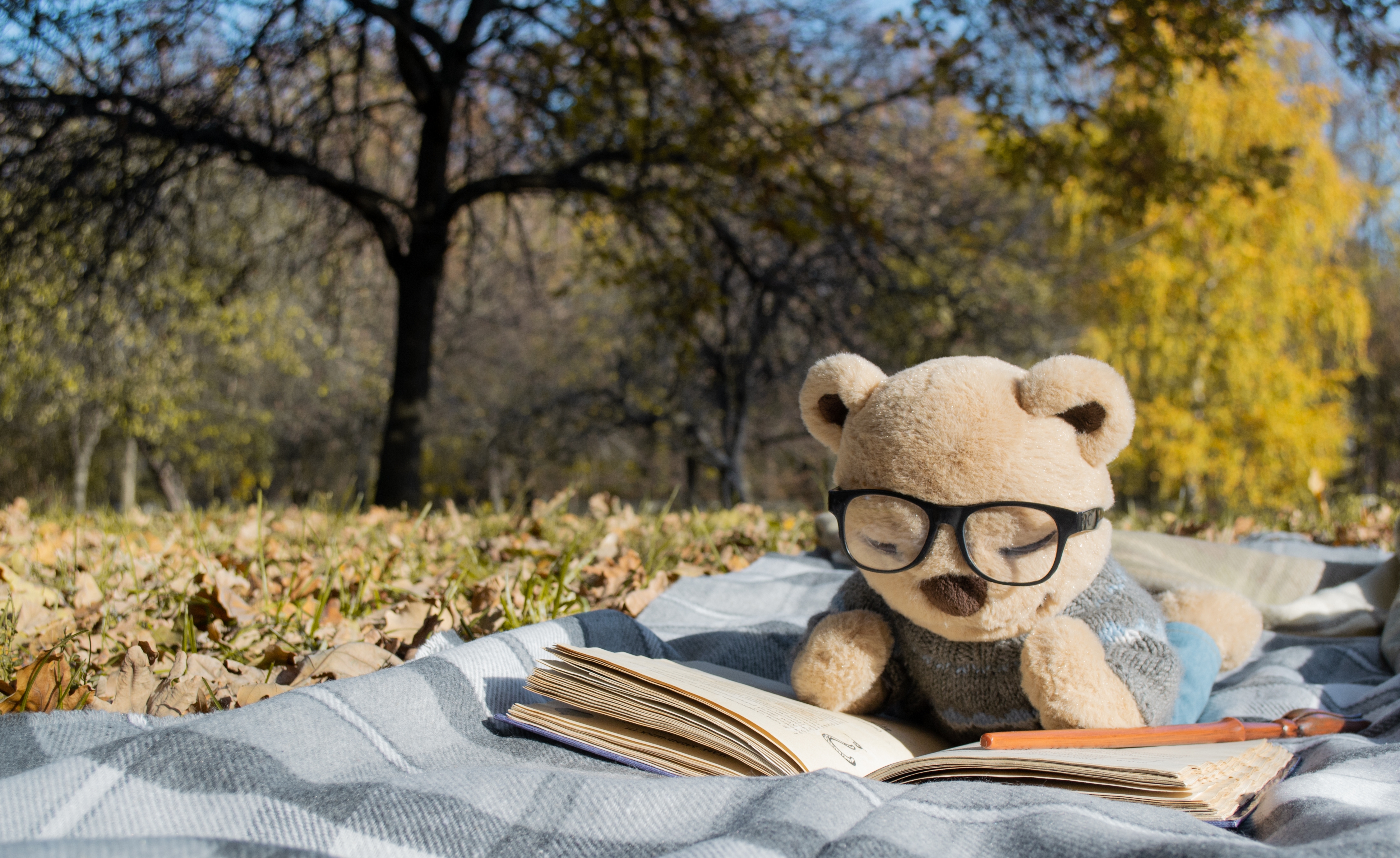 Teddy Bear Picnic - Cannonvale Library